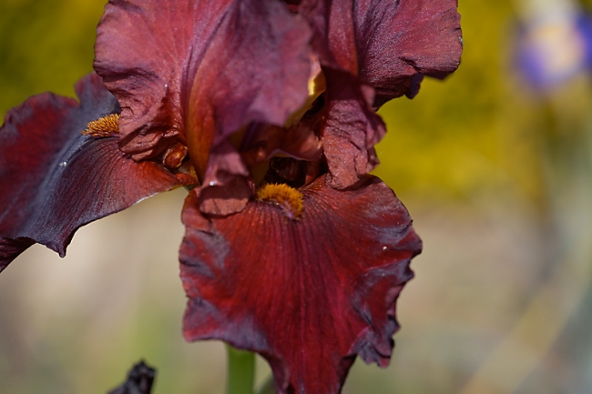 Jardin des Impressionnistes-MAI14-041